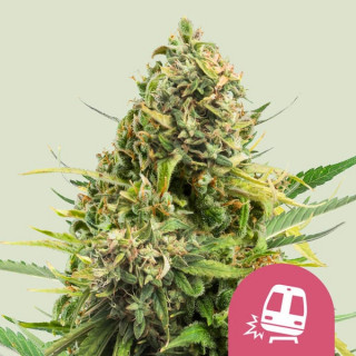 Trainwreck - Féminisée - Royal Queen Seeds