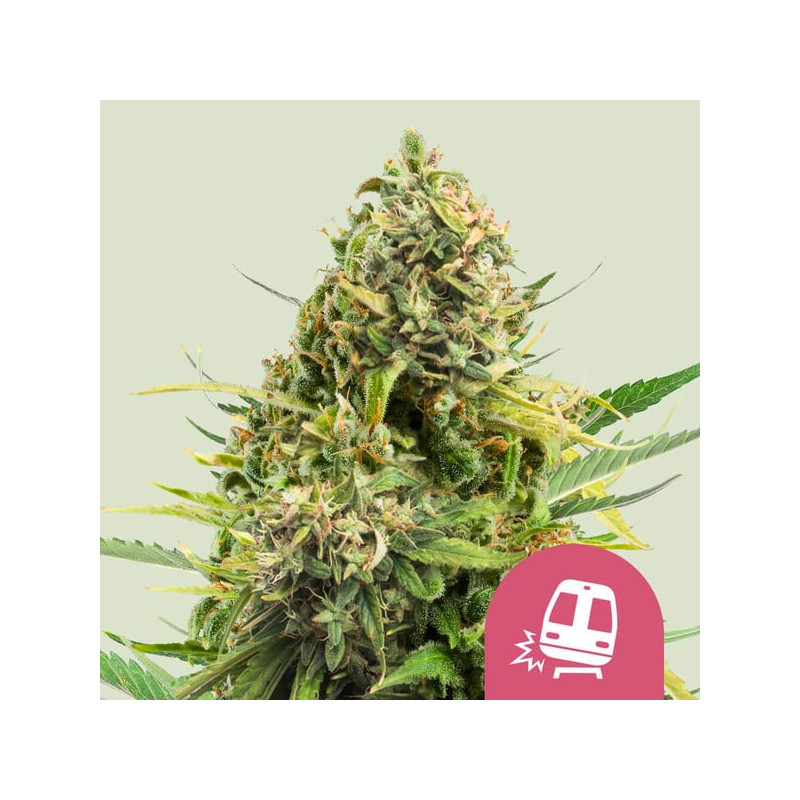 Trainwreck - Féminisée - Royal Queen Seeds