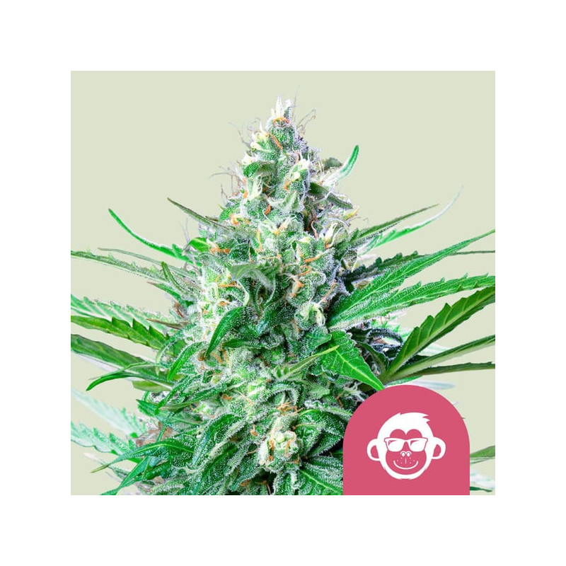 Grape Ape - Féminisée - Royal Queen Seeds