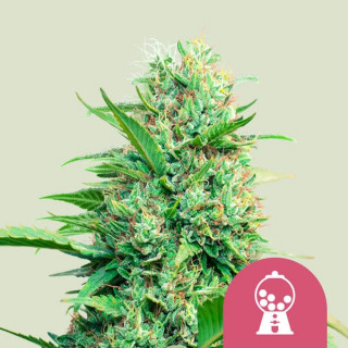 Pink Runtz - Féminisée - Royal Queen Seeds