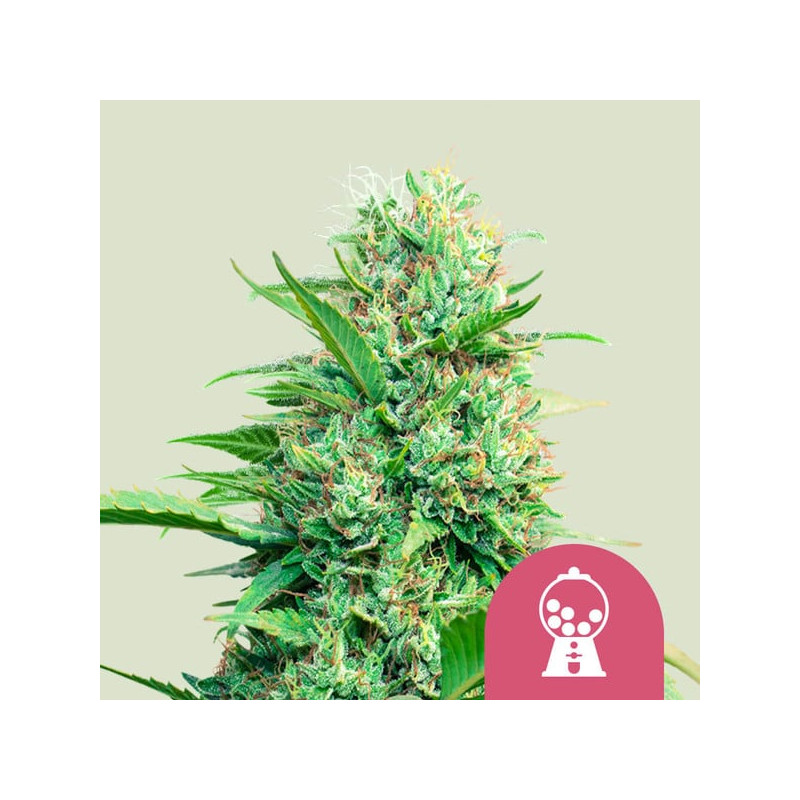 Pink Runtz - Féminisée - Royal Queen Seeds