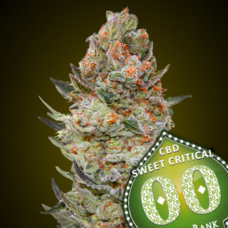 Sweet Critical CBD - Féminisée - 00 Seeds Bank | ROOTS-SEEDS.FR