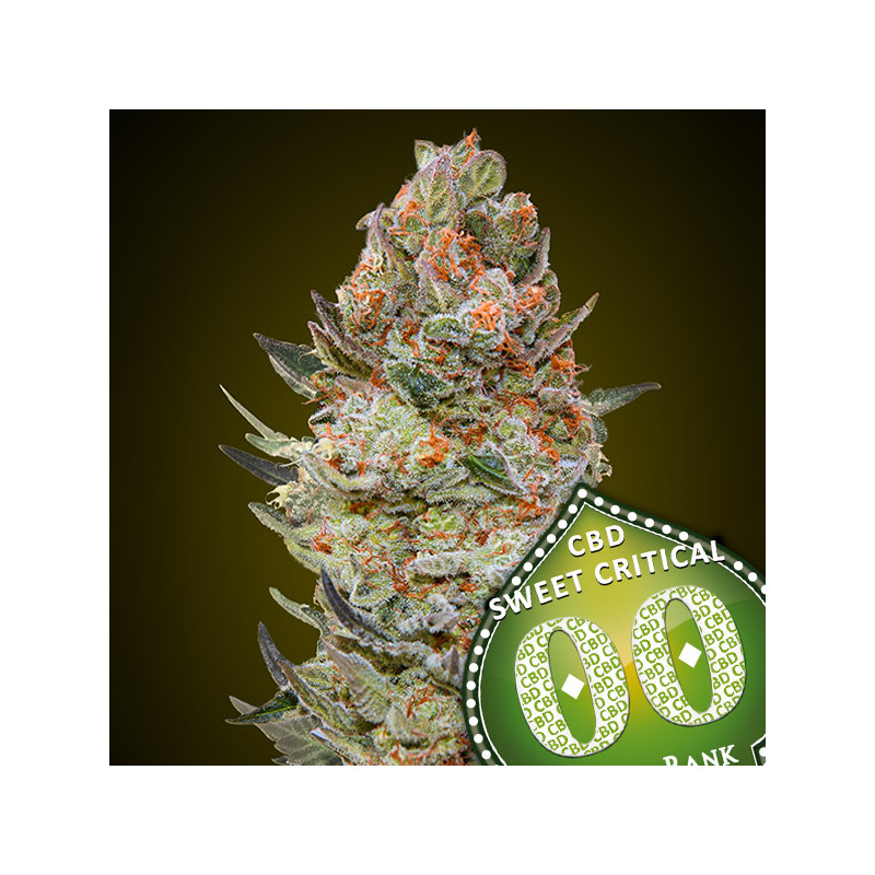 Sweet Critical CBD - Féminisée - 00 Seeds Bank | ROOTS-SEEDS.FR