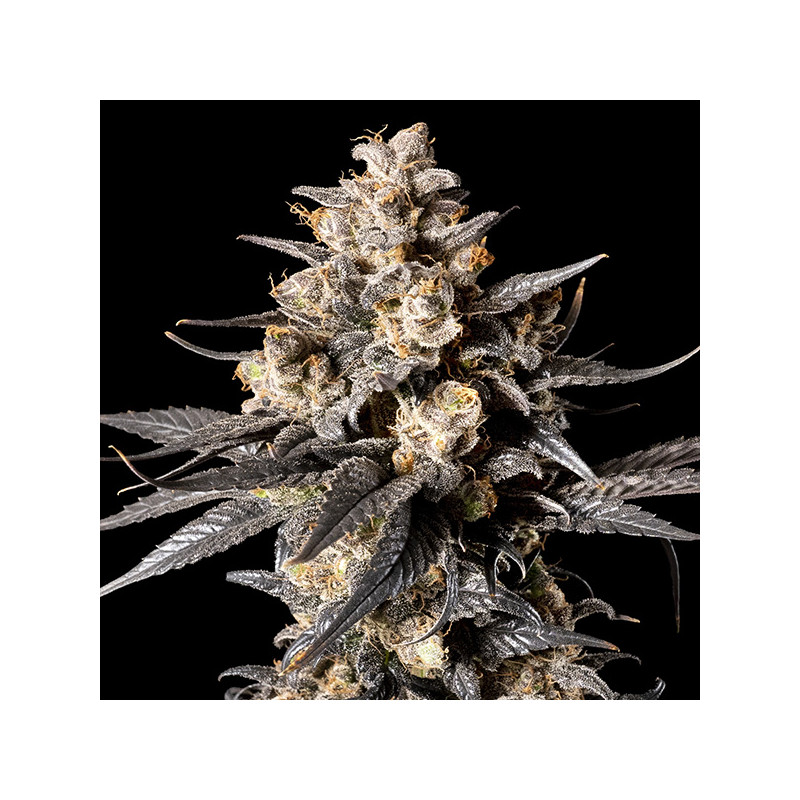 Apple Bananas - Féminisée - 00 Seeds Bank | ROOTS-SEEDS.FR