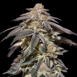 Apple Bananas - Autofloraison  - 00 Seeds Bank | ROOTS-SEEDS.FR