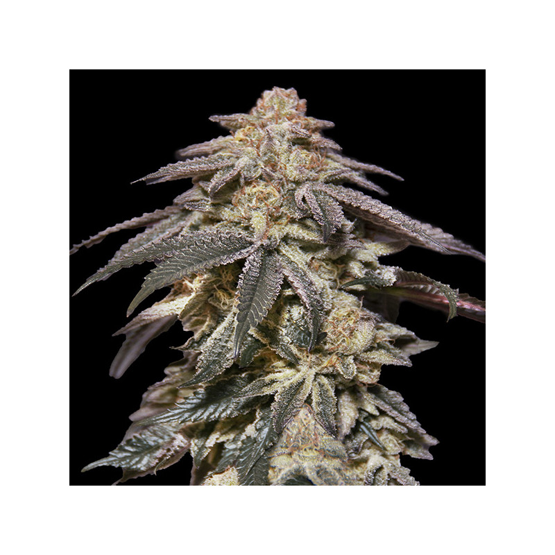 Apple Bananas - Autofloraison  - 00 Seeds Bank | ROOTS-SEEDS.FR