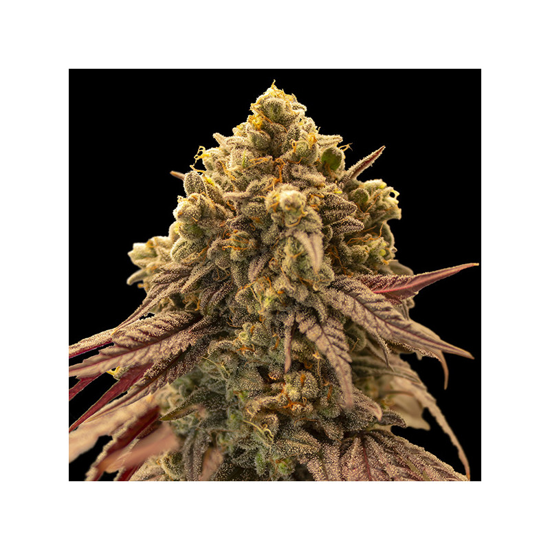 Gelato Mint - Autofloraison  - 00 Seeds Bank | ROOTS-SEEDS.FR