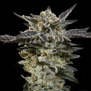 Oreoz Auto - 00 Seeds Bank - Graines de cannabis de collection