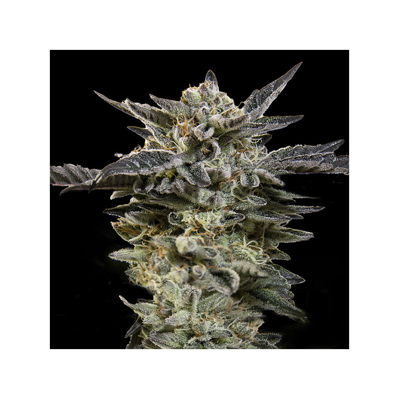 Oreoz Auto - 00 Seeds Bank - Graines de cannabis de collection