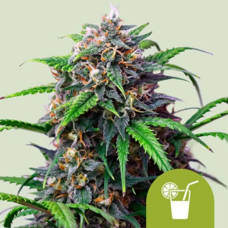 Purple Lemonade - Automatic - Royal Queen Seeds