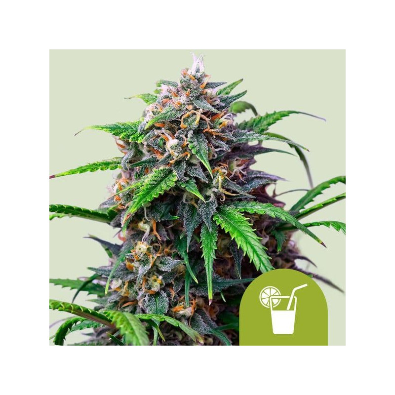 Purple Lemonade - Automatic - Royal Queen Seeds