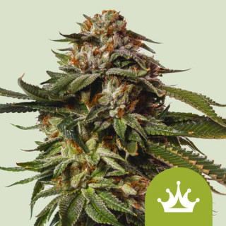 Special Queen - Automatic - Royal Queen Seeds