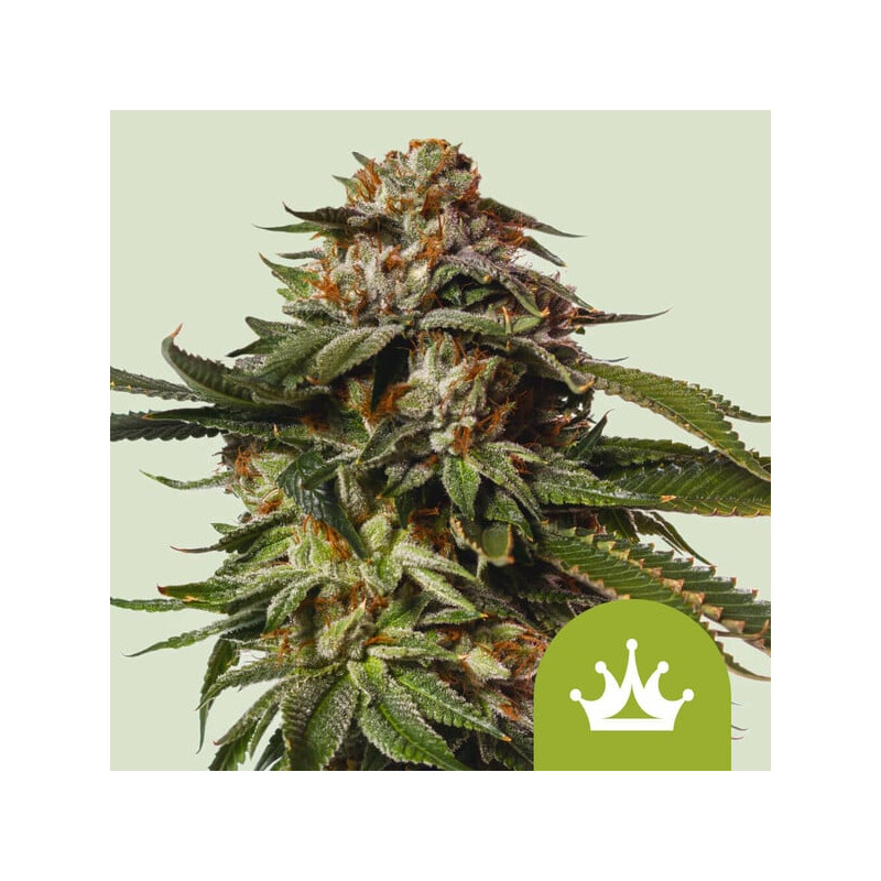 Special Queen - Automatic - Royal Queen Seeds