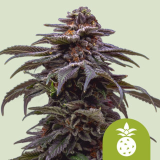 Tropicana Cookies Purple - Autofloraison - Royal Queen Seeds | ROOTS-SEEDS.FR