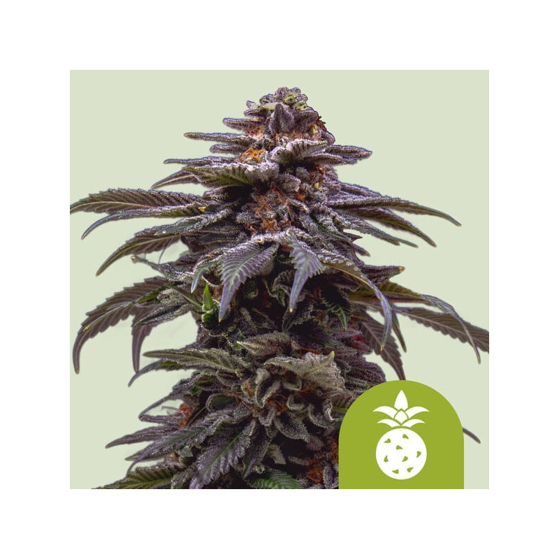 Tropicana Cookies Purple - Autofloraison - Royal Queen Seeds | ROOTS-SEEDS.FR