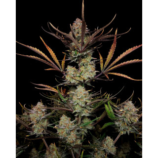 Apple Strudel Auto - FastBuds
