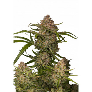 Guava - Autofloraison - FastBuds