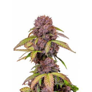 Lemon Cherry Cookies Auto - FastBuds