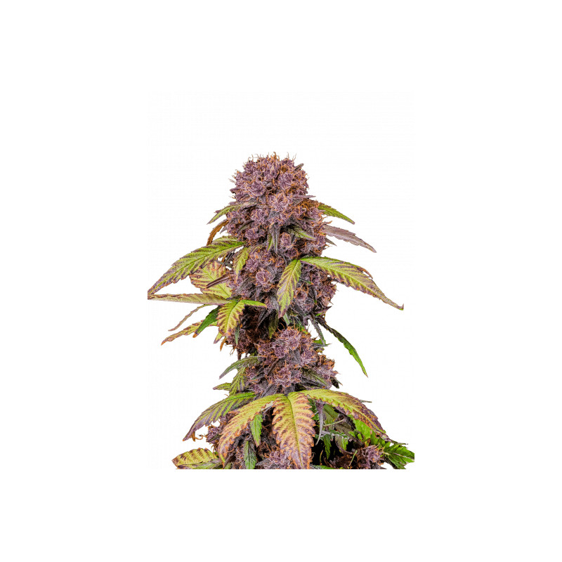 Lemon Cherry Cookies - Autofloraison - FastBuds