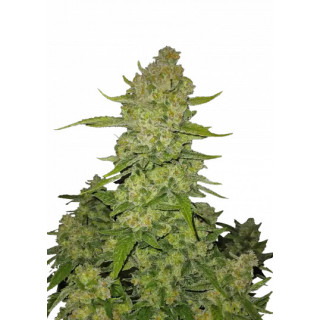 Papaya Cookies - Autofloraison - FastBuds