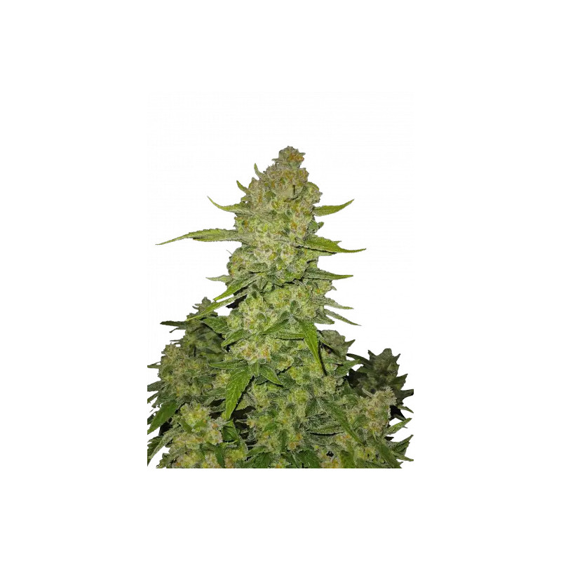 Papaya Cookies - Autofloraison - FastBuds