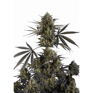 Pound Cake - Autofloraison - FastBuds
