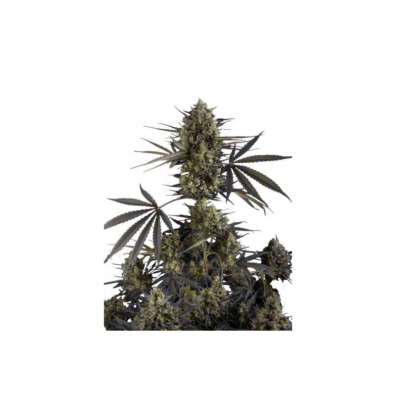 Pound Cake - Autofloraison - FastBuds