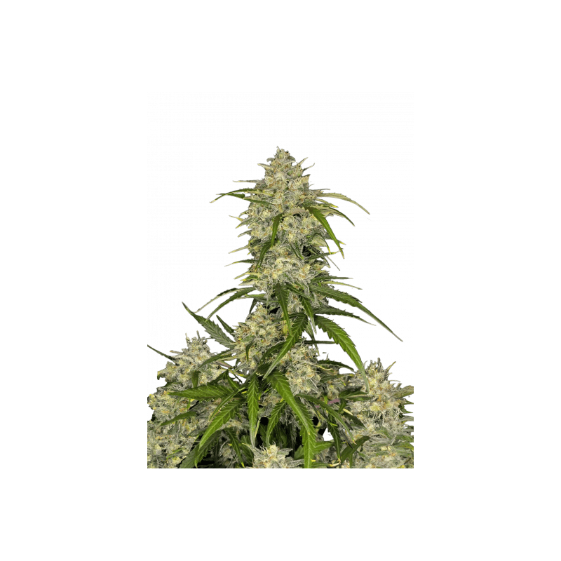 Sour Jealousy - Autofloraison - FastBuds