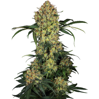 Aloha OG - FEM - Sensi Seeds Research
