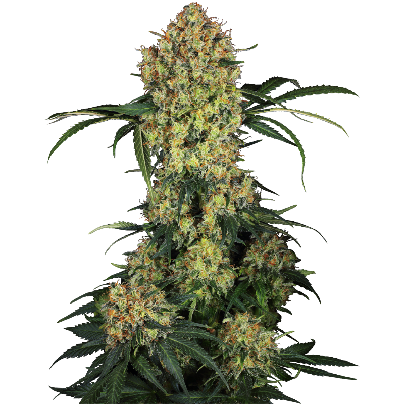 Aloha OG - Féminisée - Sensi Seeds Research