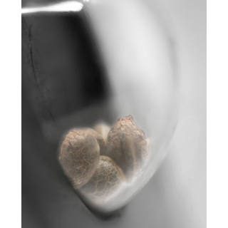 Aloha OG - Féminisée - Sensi Seeds Research