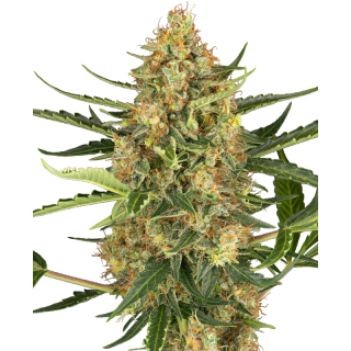 Blueberry Bubblegum - AUTO - Sensi Seeds Research