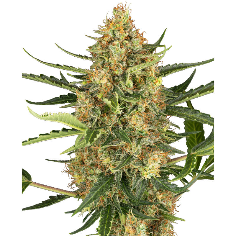 Blueberry Bubblegum - Autofloraison - Sensi Seeds Research