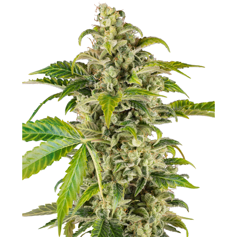 Sweet & Sour Cream - Autofloraison - Sensi Seeds Research | ROOTS-SEEDS.FR
