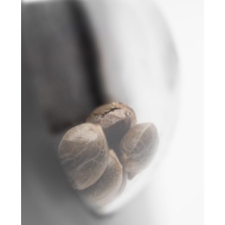 Blueberry Zkittlez - Autofloraison - Sensi Seeds