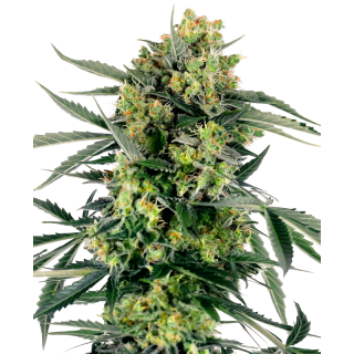 Blueberry Zkittlez - Autofloraison - Sensi Seeds
