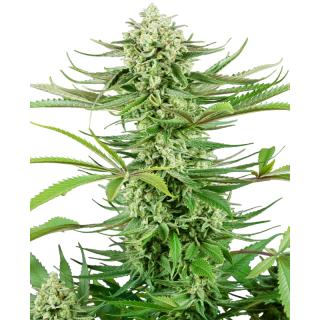 Cashew Kush - FEM - Sensi Seeds Research