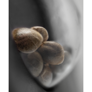 Cashew Kush - Féminisée - Sensi Seeds Research