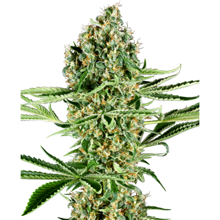 Critical Runtz - FEM - Sensi Seeds Research