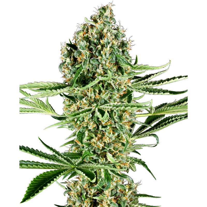 Critical Runtz - Féminisée - Sensi Seeds Research