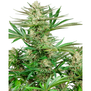 Malibu OG Gold - FEM - Sensi Seeds Research