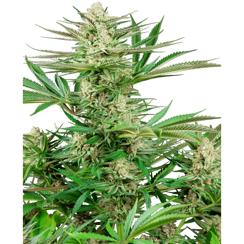 Malibu OG Gold - Féminisée - Sensi Seeds Research