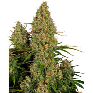 Sticky Orange XXL - AUTO - Sensi Seeds Research