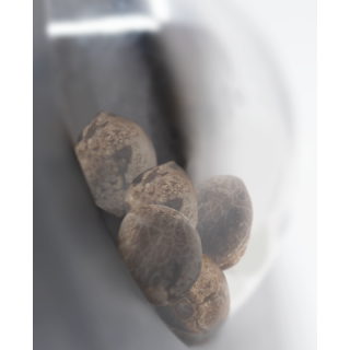 Tezla OG - Féminisée - Sensi Seeds Research