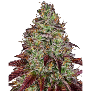 Tezla OG - FEM - Sensi Seeds Research