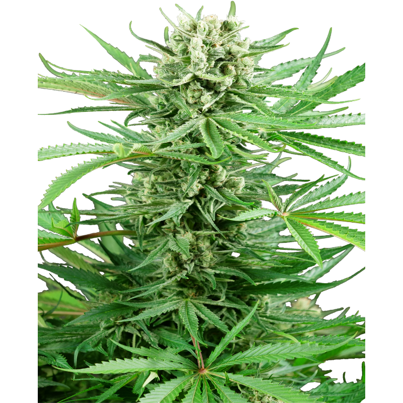 Papi Chulo OG - Féminisée - Sensi Seeds Research