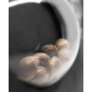 Honey Melon Kush - Féminisée - Sensi Seeds Research