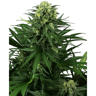 Honey Melon Kush - FEM - Sensi Seeds Research