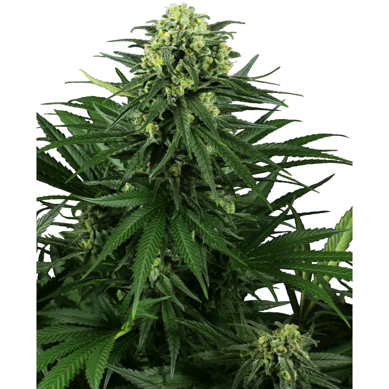 Honey Melon Kush - Féminisée - Sensi Seeds Research