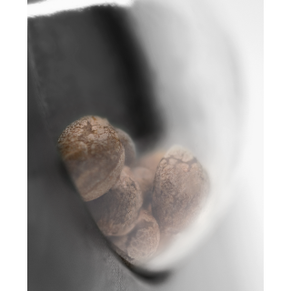 Pumpkin Spice - Féminisée - Sensi Seeds Research